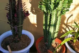 “龙骨”这样养，不烂根，不掉叶，蹭蹭长枝条，几年窜上房图片