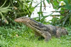 云南龙陵发现五爪金龙，在怒江游泳捉鱼，曾被吃成濒危物种图片