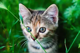 为什么猫咪喜欢埋便便？同为猫科动物的老虎也是这样吗？图片