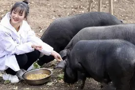 抓30斤重小猪养成200多斤重大猪，需要投喂多少斤饲料呢？图片