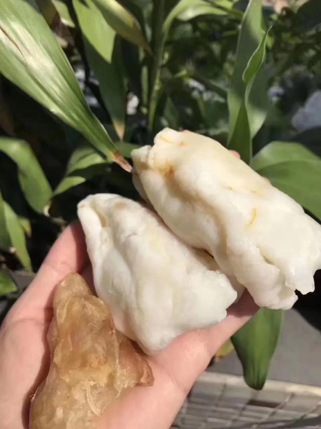 如何泡发蝴蝶花胶 2026年如何泡发蝴蝶花胶窍门 如何泡发蝴蝶花胶 2026年如何泡发蝴蝶花胶窍门