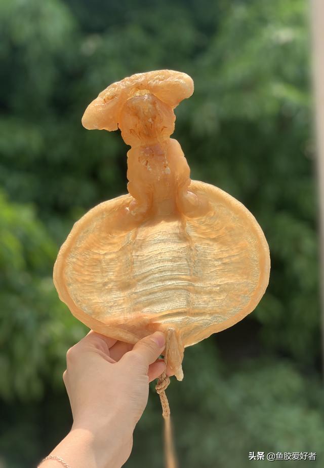 赤嘴鱼胶的功效及价格 赤嘴鳘鱼胶的功效及吃法 赤嘴鱼胶的功效及价格 赤嘴鳘鱼胶的功效及吃法