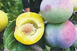 可以说，这是我吃过最好吃的李子，来自四川宜宾的脆甜脱骨茵红李图片