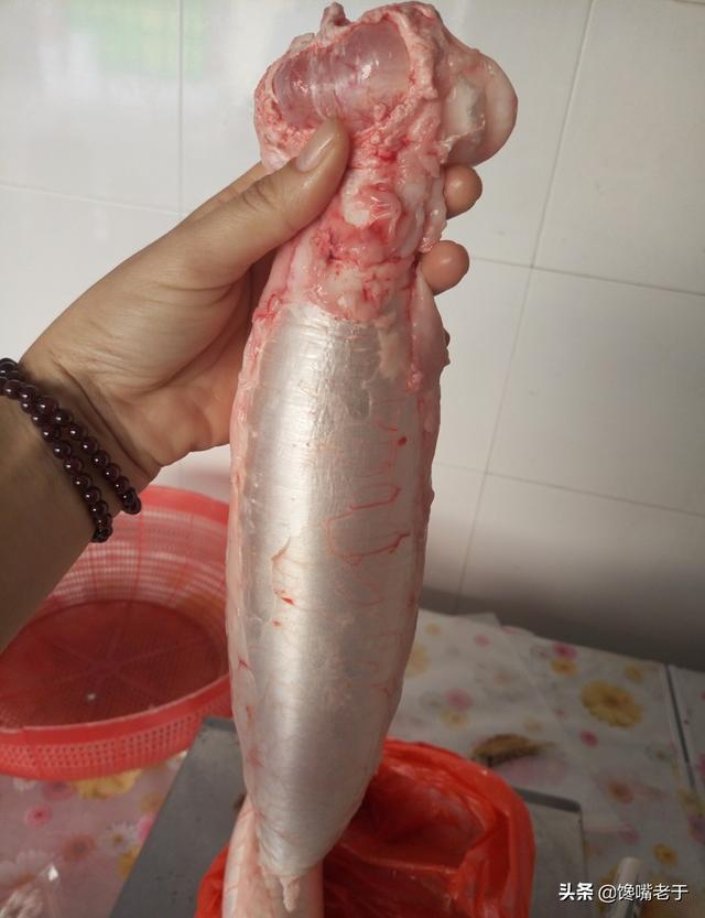 什么鱼的鱼鳔最好吃 2026年什么鱼的鱼鳔最好吃呢