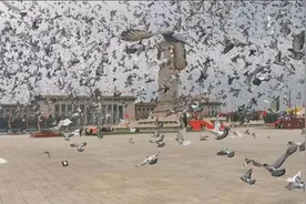 天安门放飞10万只和平鸽，最终飞到哪？鸽子主人：快的几分钟到家图片