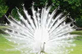 这20种动物，太罕见了，你认识几个？图片