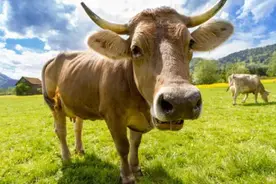 巴西宣布：停止对华供货，那我国牛肉市场空缺该如何填补呢？图片