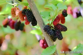 桑葚满枝头，映红致富路图片