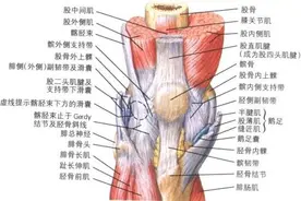 髌韧带断裂的诱因图片