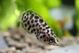 一种不太常见的小型热带鱼，看起来很是娇巧可爱，其实本性凶残图片