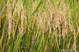 稻谷独特的抗旱方法，苗期和全生育期抗旱，你是怎么选择的？图片