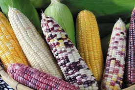 水果玉米跟糯米玉米到底哪个最好？答案终于来了！减肥的人看看图片