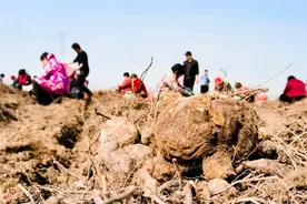 用何首乌致富，邯郸这个地方农业发展闯出新路子图片