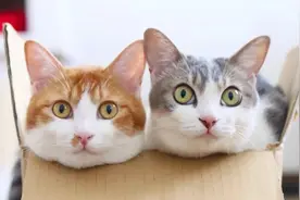 流浪猫兄妹被救助后，整天腻在一起，还靠睡觉睡成了网红图片