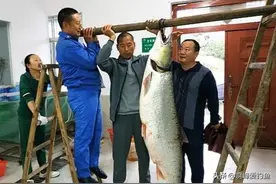 被公认为“淡水霸主”的鳡鱼，本该无敌于淡水鱼类，却已日渐减少图片