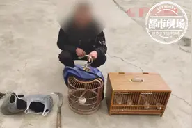 抓了一只画眉鸟，5男子被刑事拘留！民警：国家二级保护动物图片
