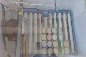 PLC孵蛋器的故事图片