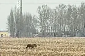 野生猛虎出没！扑伤村民，一掌拍碎汽车玻璃图片
