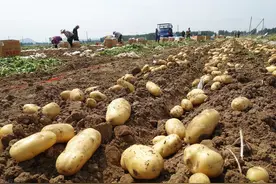 土豆跌到5毛，花生大跌28%，大蒜一天跌1毛，还有救吗？图片