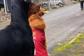 湖北俩狗子听到有人吵架，叼着磨牙棒跑出去看热闹：八卦不分物种图片