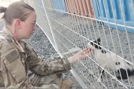 流浪猫跑去军营抓老鼠，生下孩子后就溜了，却反倒成全了2只小猫图片