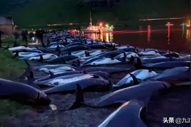 超1400头海豚在丹麦法兰群岛被捕杀 引发强烈谴责 官方：合法合规图片