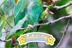 头顶一毛不拔的小鹦鹉～是真的一根头发都没有啦图片