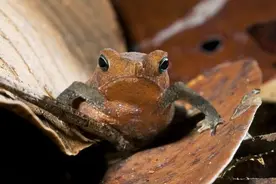 江苏汉代墓被盗，发现一只"癞蛤蟆"还带着翅膀，专家：价值2亿图片