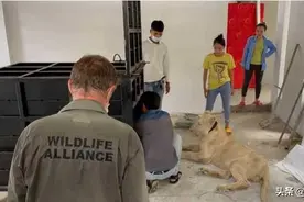 柬埔寨一名中国男子非法饲养狮子，将被罚款30000美元图片
