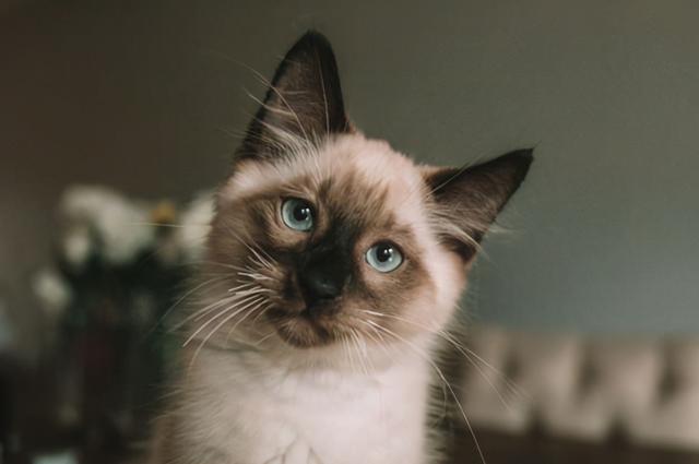 9种适合家养的“小”猫咪，第一名是英短还是田园？