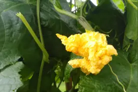 丝瓜从花蒂处开始腐烂，请问是什么病？要怎么防治？图片