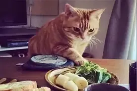 爱偷零食的馋猫们，被铲屎官各种抓现行，最惨的被抓进了治安队图片