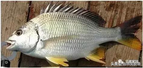 本港海鲜和外港区别 2026年本港海鲜和外港区别大吗