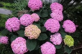 春天养绣球，浇点“大肥水”，枯枝满新芽，开花“比头大”图片