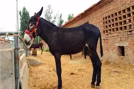 一头驴能卖一两万元，为啥农村养驴的那么少呢？四大原因！图片