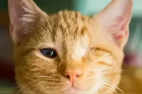 猫：“对不起，我少了2只眼睛，你还会要我吗？图片