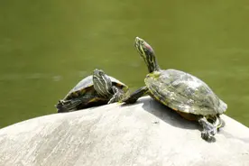 极罕见，世界第5只“金龟”被发现，为何百年巨龟重现地球？图片