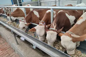 很多农村新手养牛人不懂如何搭配精饲料，做宣传的就有了可乘之机图片