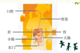 了解大便形成过程，识别你的大便是否健康图片