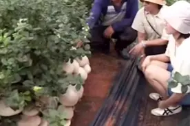 云南一蓝莓地一夜长出百斤蘑菇，是什么蘑菇？为什么长这么快？图片