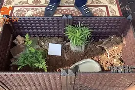 干净的黄缘龟缸造景如何打造「龟谷鳖老」图片