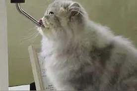 怎么教会猫咪使用防湿下巴的水嘴？图片