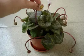 仙客来开败后，不要急着丢，2种方法，明年还能再次开花图片