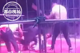 河南一马戏团黑熊失控撕咬驯兽师！人无大碍，马戏团已停业图片