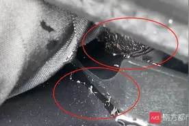 广州车主42万买奥迪，打开引擎盖一看爬满“蚂蚁”！大家都懵了图片