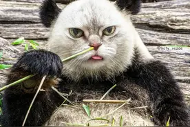 别人家的猫运动起来都是奥运级别的，而我家猫真是一言难尽图片