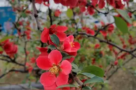 春暖花开，鸟语花香图片