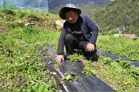一位马鞍山援藏干部写给即将高考的女儿的一封家书图片