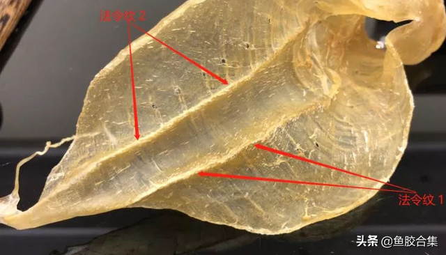 白色的胶是什么花胶 2026年白色的胶是什么花胶图片