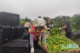 雪峰山下，蜜橘飘香谷满仓——洞口县喜迎农民丰收节图片